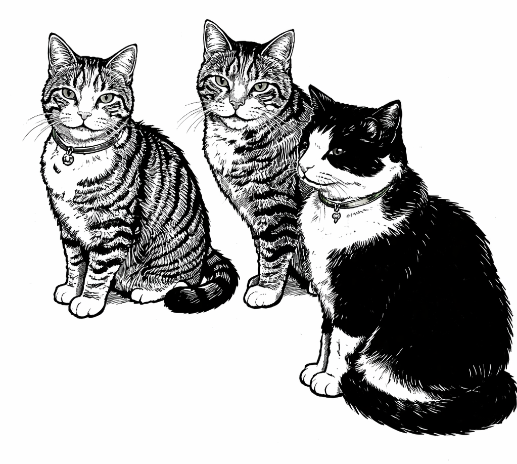 pet dog cat nature soft